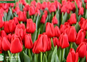 Tulipa Prague (2)